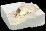 Fossil Crab (Potamon) Preserved in Travertine - Turkey #121380-5